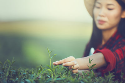 Discover L-Theanine in tea: The natural relaxation